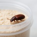 Tobacco beetle crawling on a light-colored powder