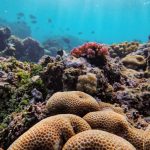 coral reef recovery