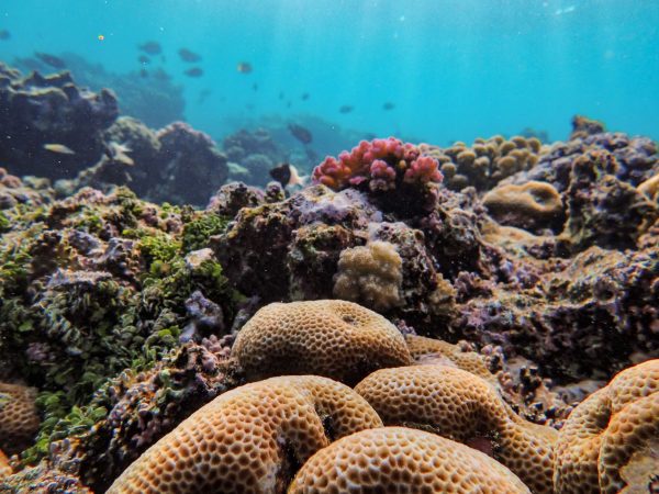 Coral Reef Recovery: Proven Strategies for Fast Healing