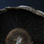 Close-up of the gills of a mushroom, showcasing its intricate structure and details.