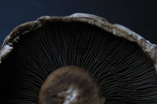 Making Informed Decisions About Magic Mushroom Products: A Guide to Research and Compliance