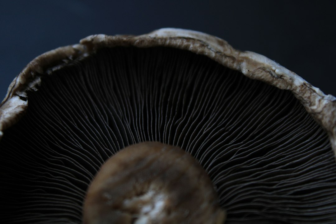 Close-up of the gills of a mushroom, showcasing its intricate structure and details.