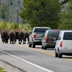 Yellowstone bison encounter