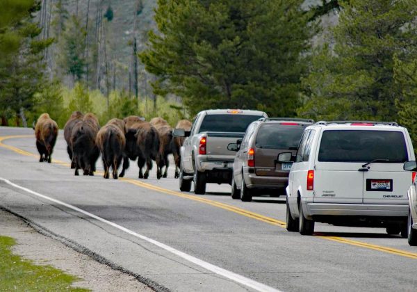 Yellowstone Bison Encounter: The Worst Way to Stop Safely