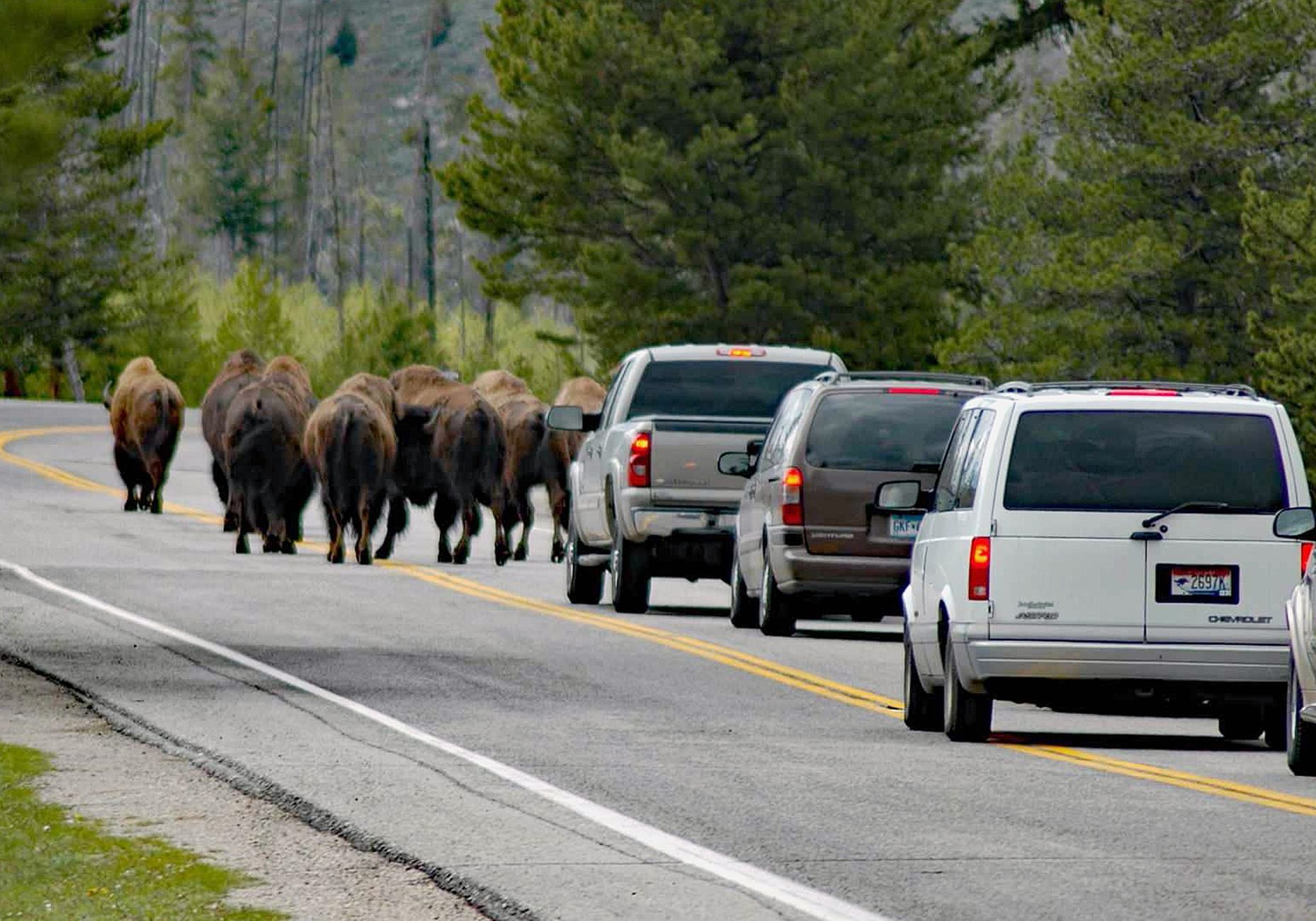 Yellowstone bison encounter